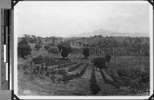 Coffee plantation of the Moravian Society, Tanzania, 1927-1939