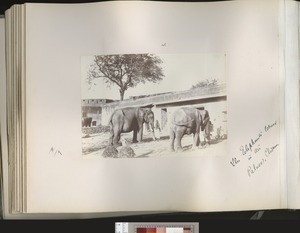 Elephants’ Corner, Chomun, India, ca.1901