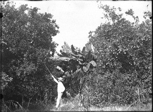 David Paul Lenoir, Shilouvane, South Africa, ca. 1901-1907