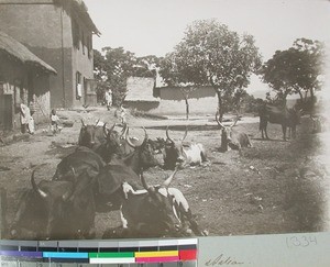 A herd of cattle outside of the old Ilaka Mission Station,Ilaka, Madagascar, 1905