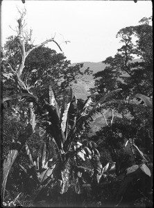 Wild banana trees, Lemana, Limpopo, South Africa, ca. 1906-1907