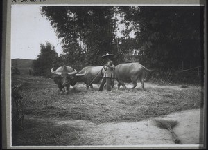 Austreten des Strohs durch die Kühe, wie es an manchen Orten gebräuchlich ist