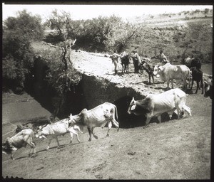 Herd of cattle hurrying to the water