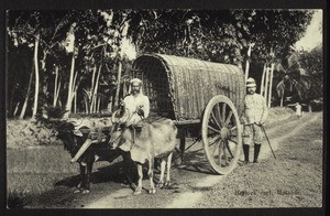 "Bullock cart, Malabar."