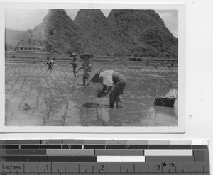 Planting rice at the marble mountain in Guilin, China, 1934