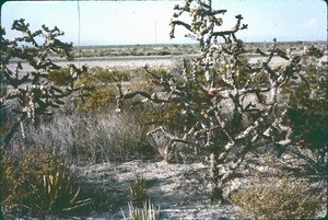 Cactus in the desert