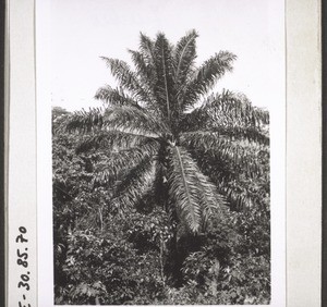 An oil palm in Bakobngwan