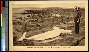 Man standing by small beached baleen whale, Canada, ca.1920-1940