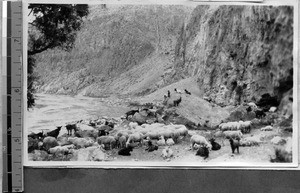 Livestock by the Fen Ho river, Fenyang, Shanxi, China, ca.1924