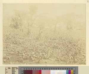 Farmer and crops, Kikuyu, Kenya, ca.1901