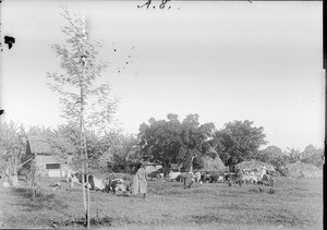 Cattle grazing near a compound, Tanzania, ca.1893-1920