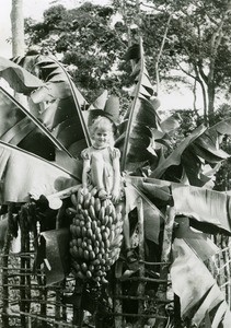 Annie Gambier in a banana tree, in Ebeigne, Gabon