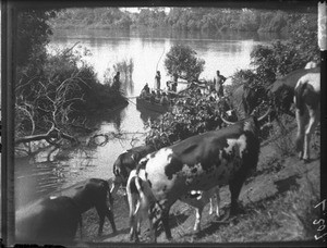 Cattle at the watering place, Antioka, Mozambique, ca. 1901-1907