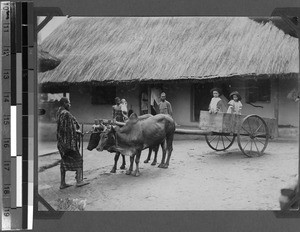 Ox cart, Urambo, Unyamwezi, Tanzania