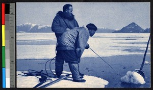 Two men pulling in a narwhal toward the edge of an ice floe, Canada, ca.1920-1940