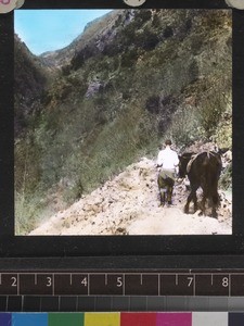 Missionary with mountain pony, south west China, ca. 1949