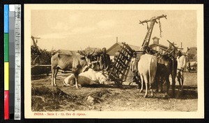 Work animals get a rest, India, ca.1920-1940