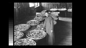 Trays of silkworms, Chengdu, Sichuan, China, ca.1938