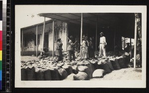 Men and women with sacks of cocoa, Ghana, 1926