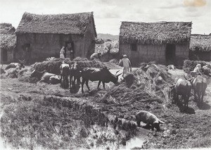 Farm during the harvest of the rice, Antananarivo, Madagascar