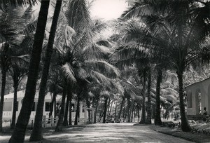 Palm trees along a road in Mahajanga, Madagascar