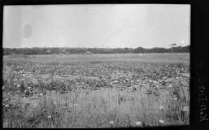 Waterlilies, Mozambique, ca. 1933-1939