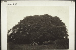 Schattenbaum in Odumase. Banyanenbaum im Vordergrund der Fetisch Odente mit Schutzdach