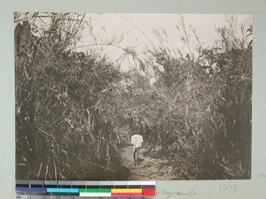 A road between very high grass that leads to Ankazoambo, Madagascar, 1905