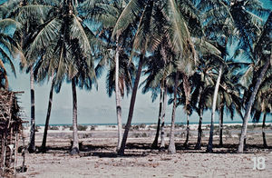 Missionens historie på Madagaskar. Vestsiden af Madagaskar. Missionsskibet Elieser sejlede nordpå, videre fra Tulear, langs denne kyststrækning. Det er på dette tidspunkt, at dr. Chr. Borchgrevink skriver sin rapport til bestyrelsen i Norge, hvori han beskriver de vanskelige forhold for missionærerne og understreger vigtigheden af at være åndelig moden og både psykisk og fysisk stærk. Ca 1879. Lysbilledserie nr. 392, 18