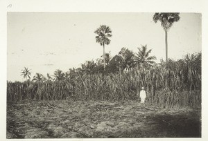 Sugar can field