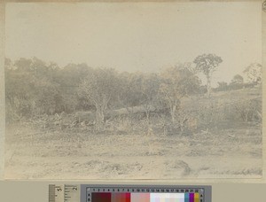 Agricultural development at Livingstonia, Malawi, ca.1903