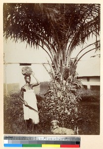 Harvesting palm nuts, Ghana, ca.1885-1895