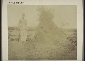 Termite hill overgrown with plants, near Udapi. Beside it a tall indigenous man