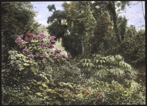 Hortensie im Gebirge von Darjeeling u. Kalipong