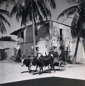 Oxcart, in Madagascar