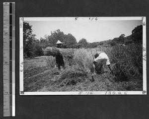 Harvesting experimental wheat at Fukien Christian University, Fuzhou, Fujian, China, ca.1946