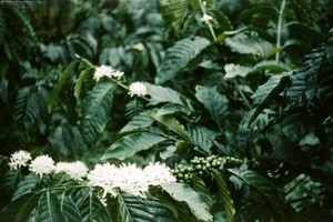 Flowering coffee plant, Bankim, Adamaoua, Cameroon, 1953-1968