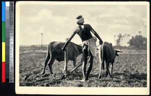 Man working a plow with two oxen, Maharashtra, India, ca.1920-1940