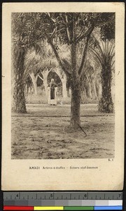 Trees used for fabric, Amadi, Congo.1920-1940