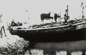 Cattle transport, India, ca. 1930