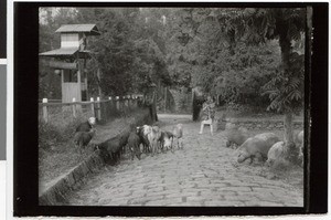 Gate of the mission station Harmshusen, Adis Abeba, Ethiopia, ca.1934-1935