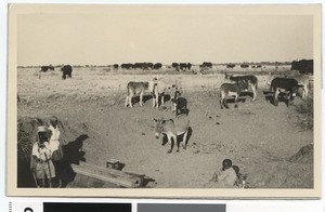 People with mules looking for water, South Africa