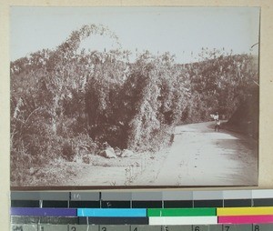 Bamboo plants, Madagascar, 1901