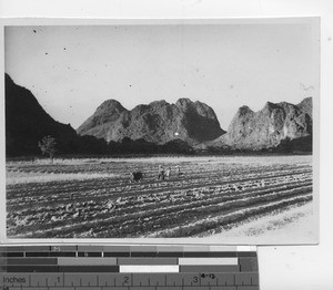 Fields of crops at Wuzhou, China, 1947