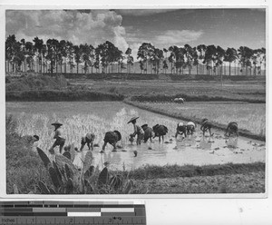 Transplanting rice at Yunnan, China, 1946