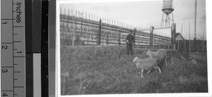 Lambs on a farm, Shanghai, China, 1935