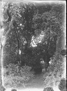 Forest near Shilouvane, South Africa, ca. 1901-1907