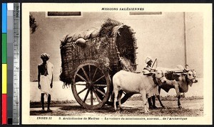 Oxen pulling a covered cart for a missionary, Chennai, India, ca.1920-1940