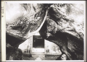 A danieanen tree which has grown into a strange shape at the entrance of the Tschonglok town temple