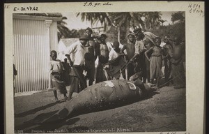 Dugong oder Seekuh. Halicore tabernaculi Rüppel. In Duala Kamerun